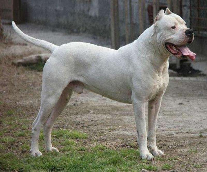 杜高犬纯种杜高犬幼犬活体打猎阿根廷杜高犬活体大型凶猛犬