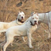 杜高犬纯种杜高犬幼犬活体打猎阿根廷杜高犬活体大型凶猛犬