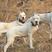 杜高犬纯种杜高犬幼犬活体打猎阿根廷杜高犬活体大型凶猛犬