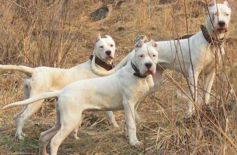 杜高犬纯种杜高犬幼犬活体打猎阿根廷杜高犬活体大型凶猛犬