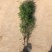 侧柏苗营养袋侧柏柏树苗产地直供，数量大，质量好