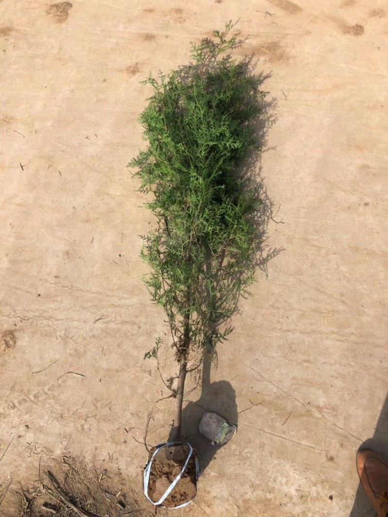 侧柏苗营养袋侧柏柏树苗产地直供，数量大，质量好
