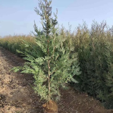 侧柏苗营养袋侧柏柏树苗产地直供，数量大，质量好