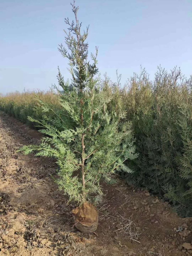 侧柏苗营养袋侧柏柏树苗产地直供，数量大，质量好