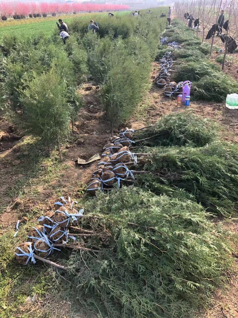 侧柏苗营养袋侧柏柏树苗产地直供，数量大，质量好