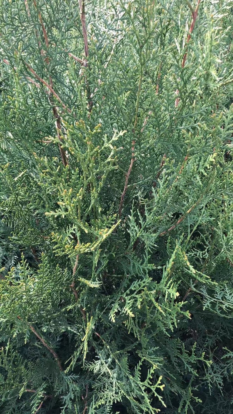 侧柏苗营养袋侧柏柏树苗产地直供，数量大，质量好