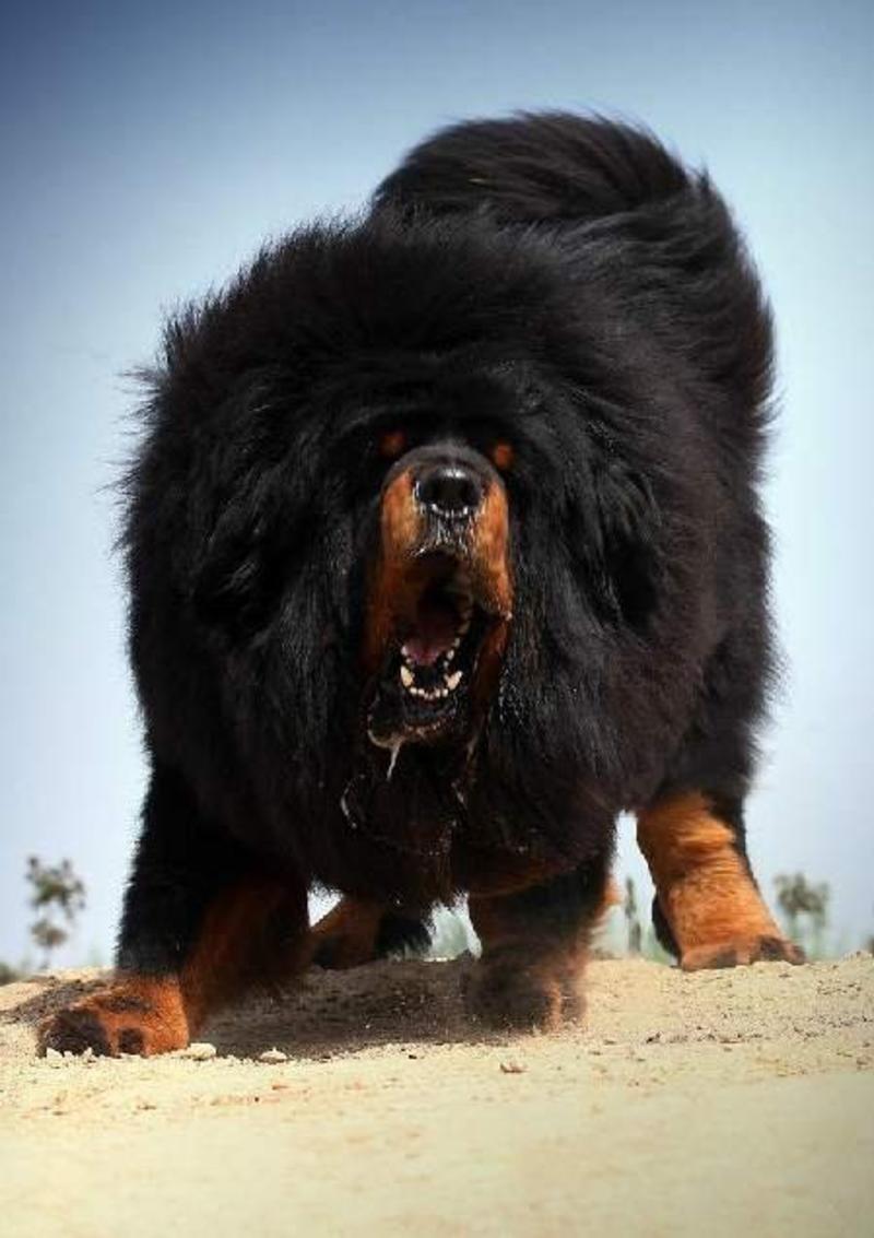 藏獒幼犬活体藏獒犬巨型犬纯种红狮藏獒家养看家护院犬
