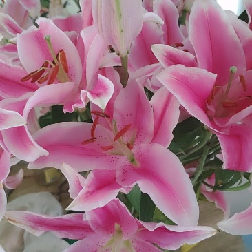 粉百合花诚信代办市场供应，产地直销物美价廉