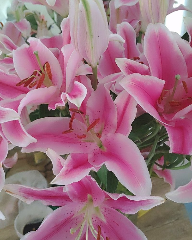 粉百合花诚信代办市场供应，产地直销物美价廉