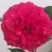 粉百合花诚信代办市场供应，产地直销物美价廉