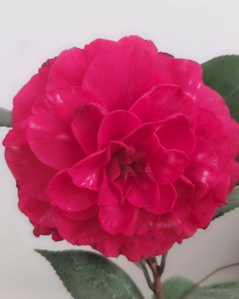 粉百合花诚信代办市场供应，产地直销物美价廉