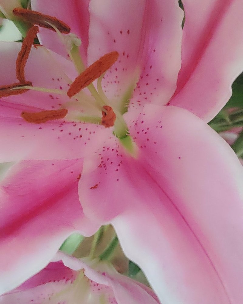 粉百合花诚信代办市场供应，产地直销物美价廉
