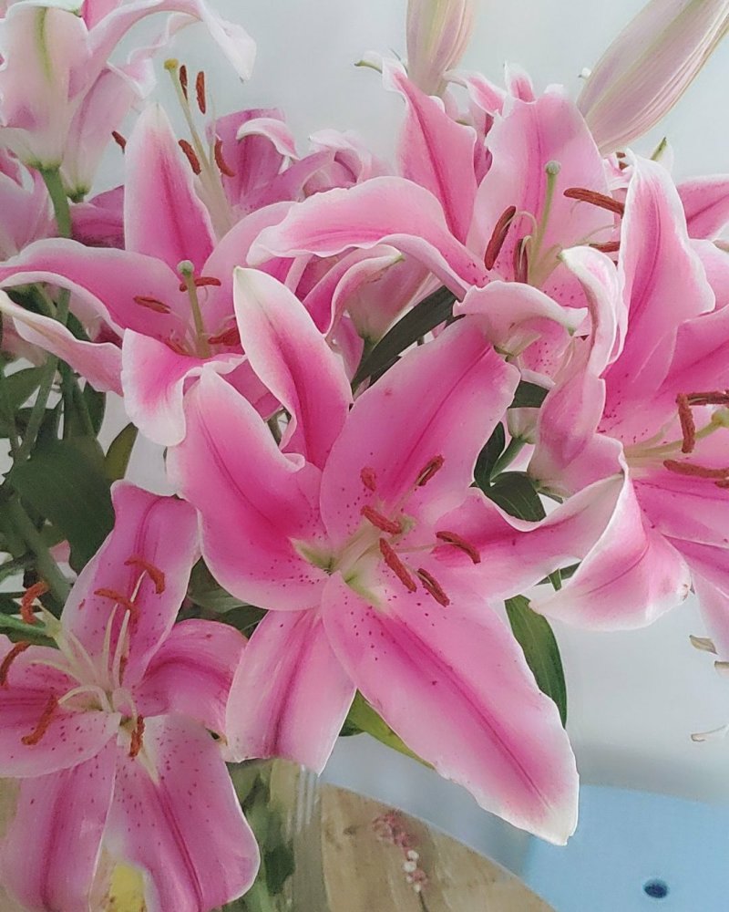 粉百合花诚信代办市场供应，产地直销物美价廉