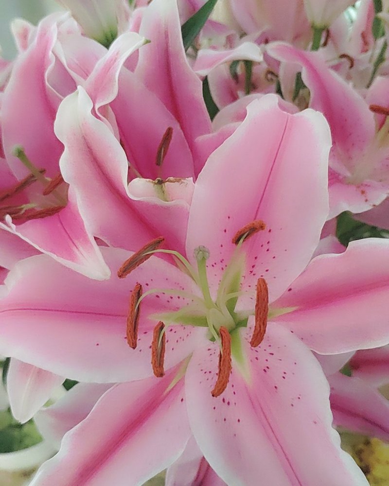 粉百合花诚信代办市场供应，产地直销物美价廉