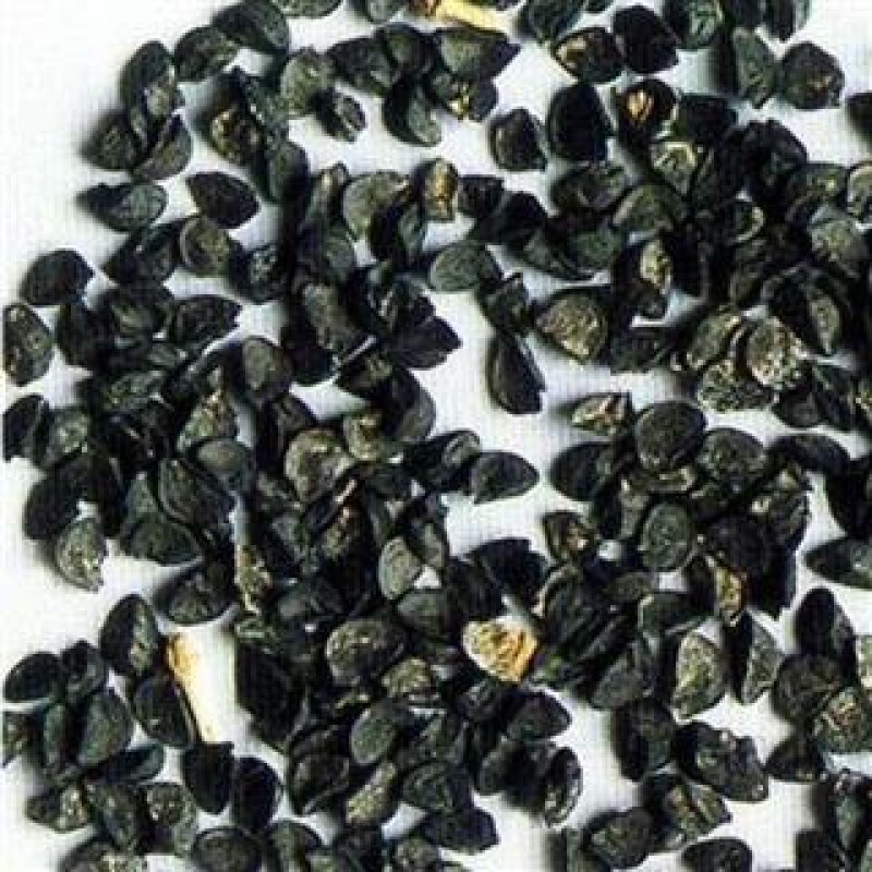 葱子葱籽药用供应各种中药材籽籽药