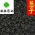 葱子葱籽药用供应各种中药材籽籽药