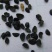 葱子葱籽药用供应各种中药材籽籽药