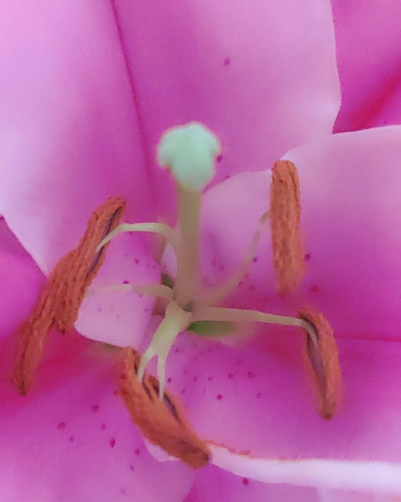 粉百合花诚信代办市场供应，产地直销物美价廉