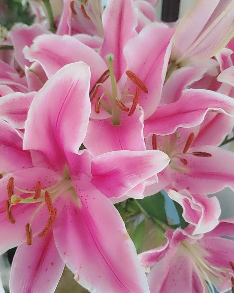 粉百合花诚信代办市场供应，产地直销物美价廉