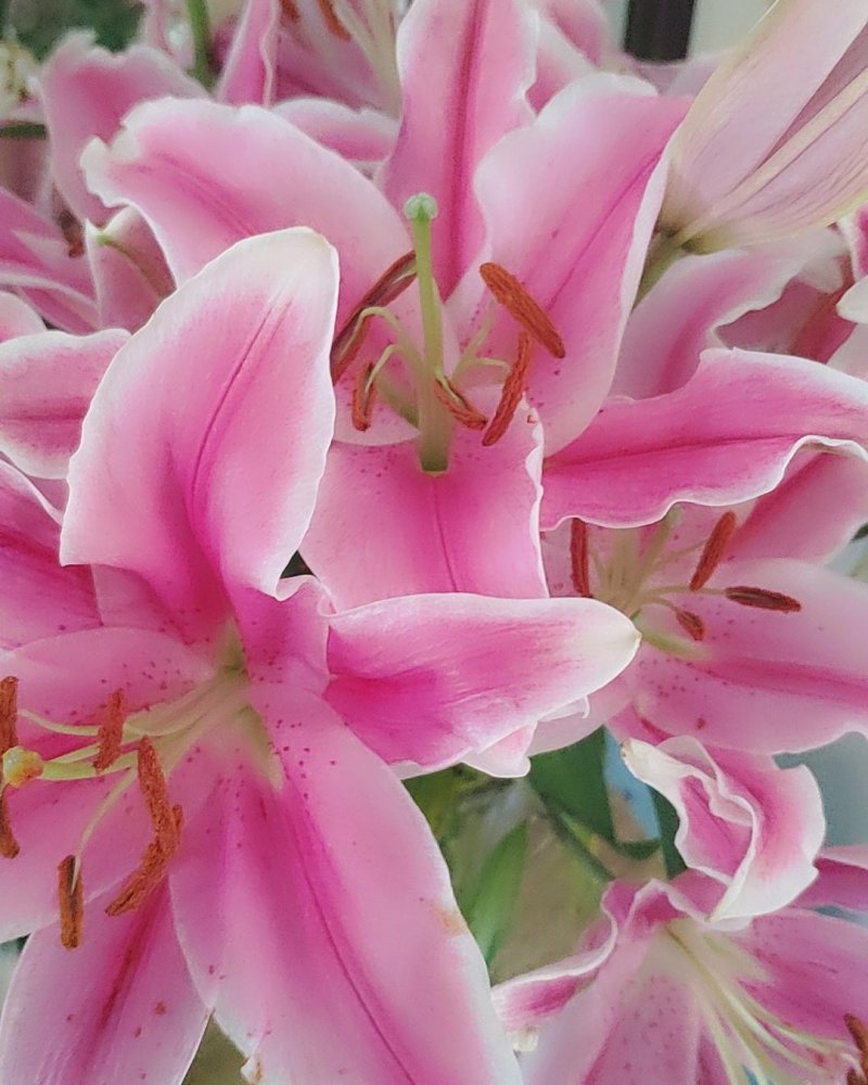 粉百合花诚信代办市场供应，产地直销物美价廉