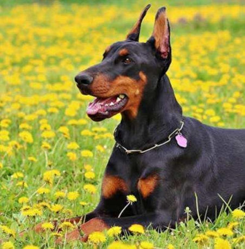 杜宾犬纯种杜宾幼犬活体德国护卫犬大型看家护院双血统杜宾