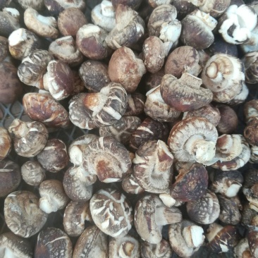 ，冬菇珍珠菇，1～1.5一手货源产地直供