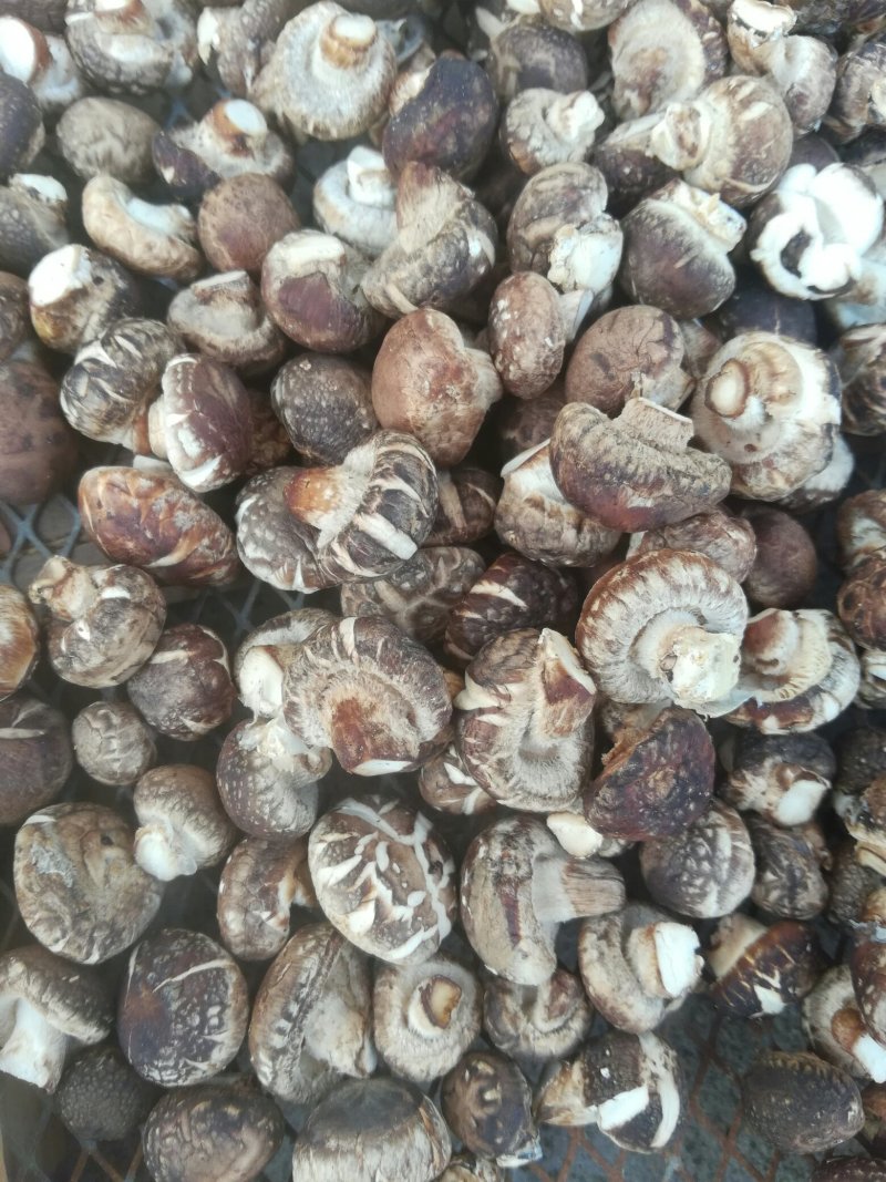 ，冬菇珍珠菇，1～1.5一手货源产地直供