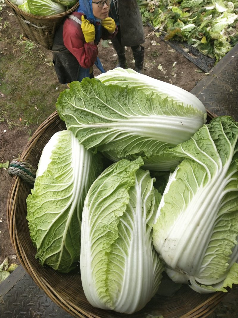 大白菜