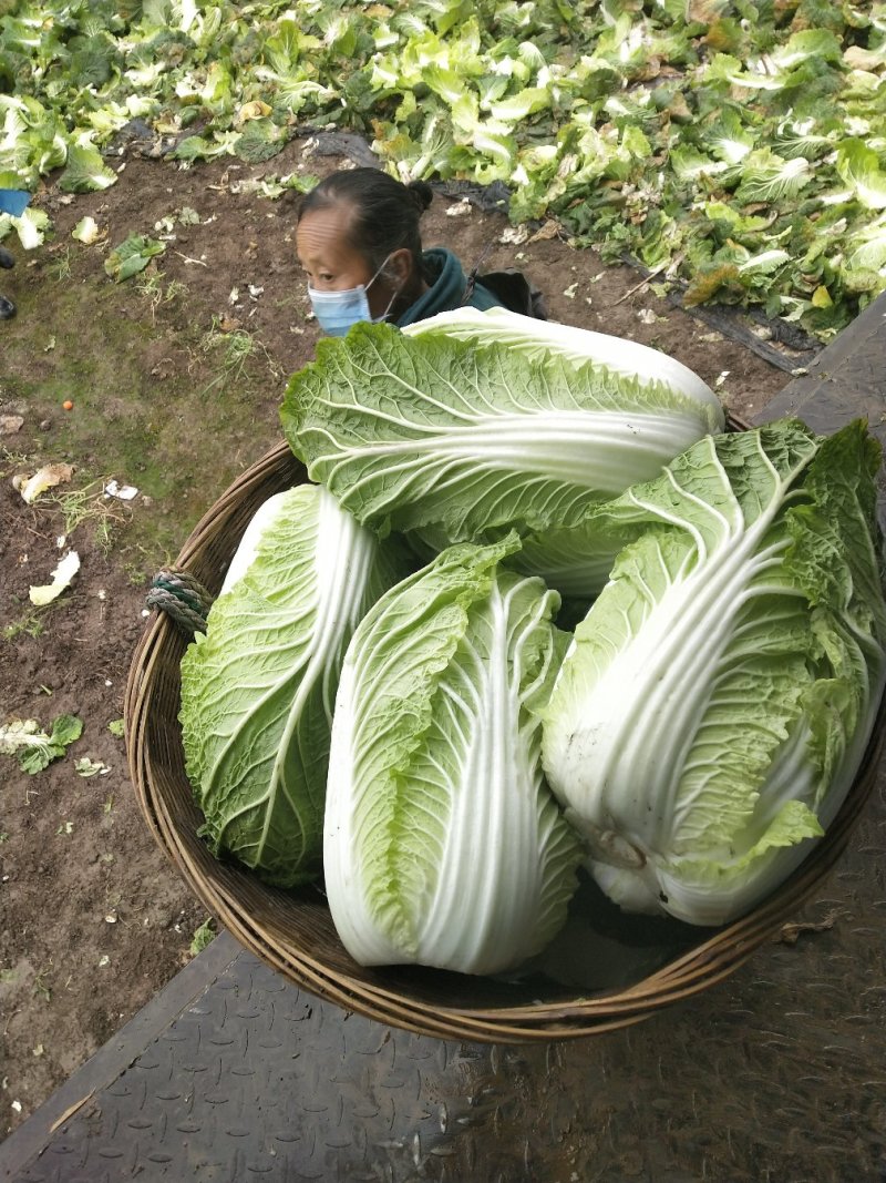 大白菜