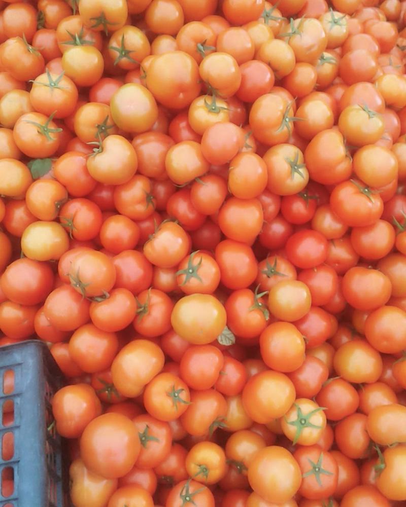 番茄西红柿大红通货硬粉，品质优良，欢迎采购