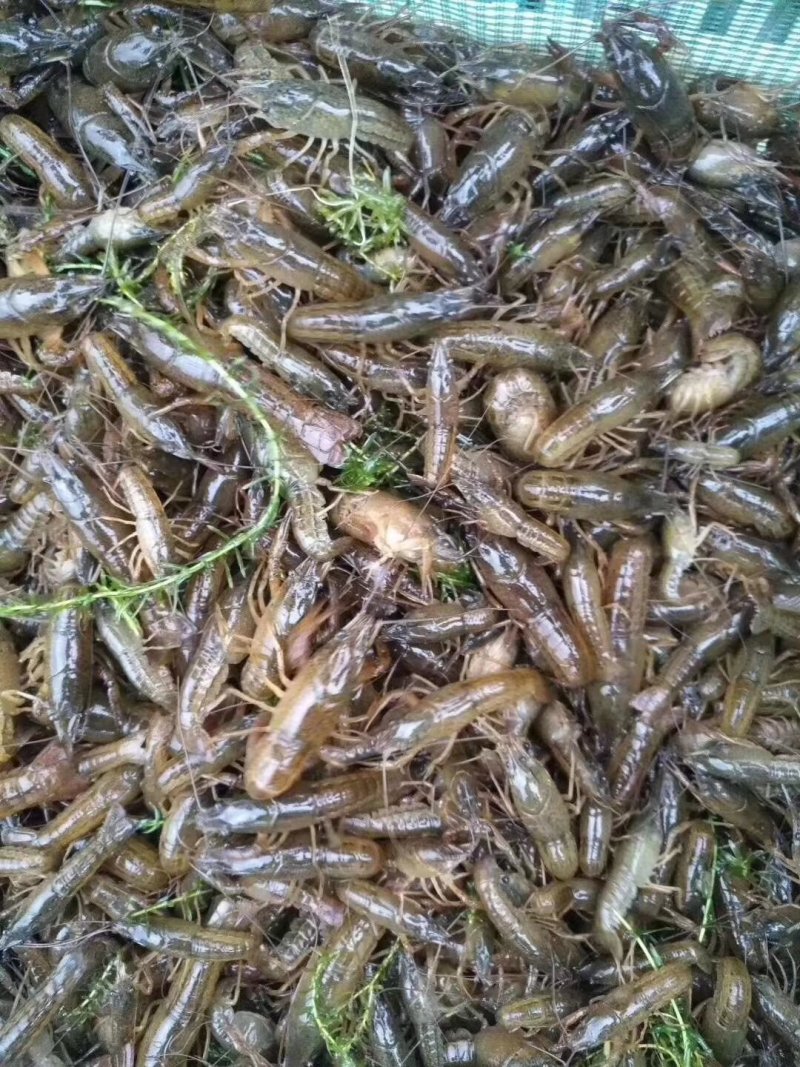 小龙虾，潜江小龙虾批发