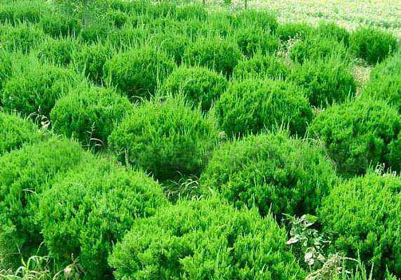 龙柏种植基地与药用加工场景