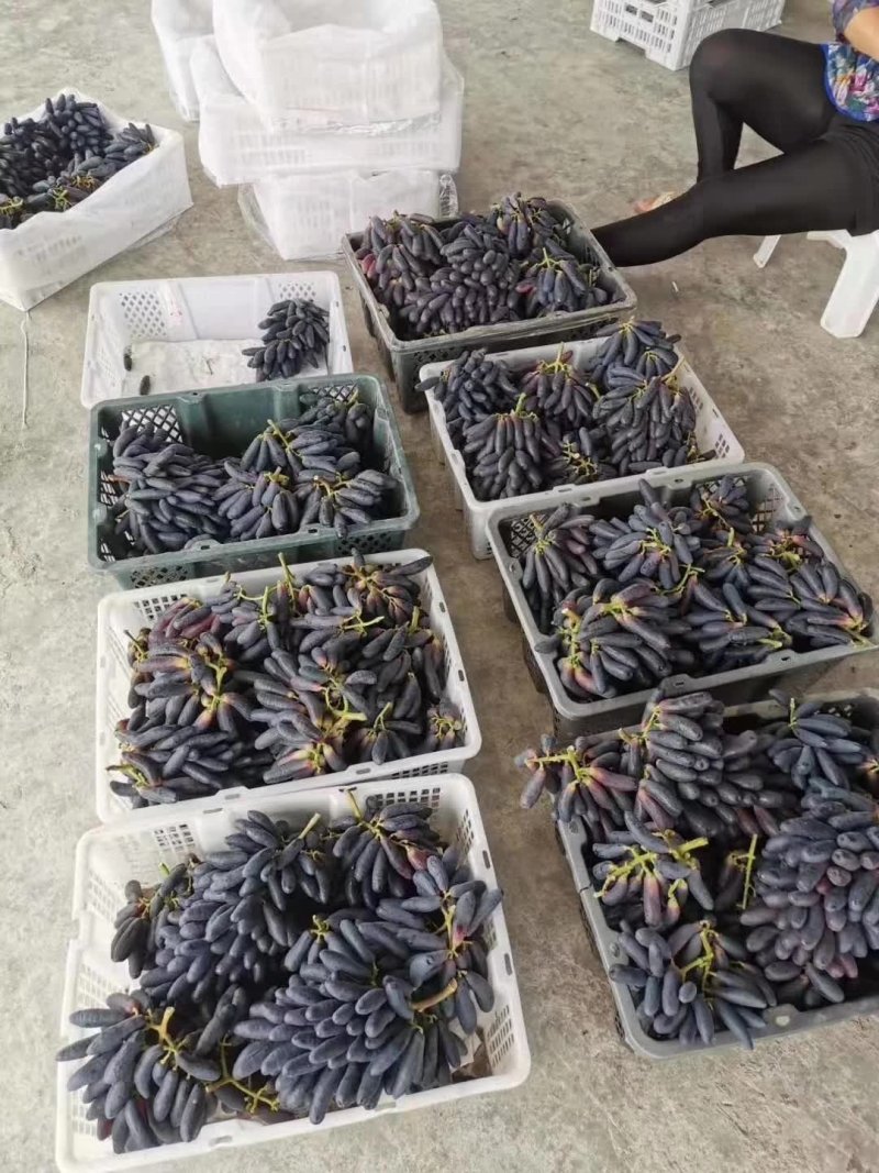 甜蜜蓝宝石葡萄苗可当年结果，包成活，全程种植技术指导