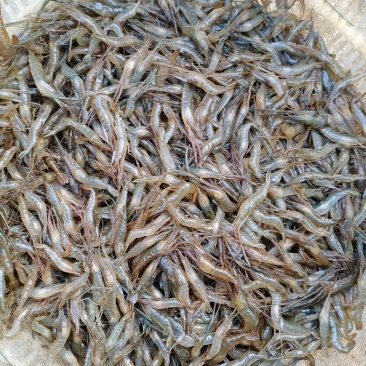青虾