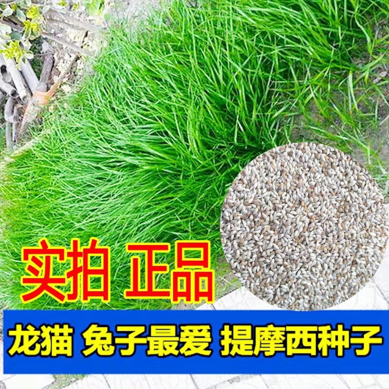 提摩西草籽种子猫尾草种子兔子豚鼠荷兰猪龙猫爱吃的草籽