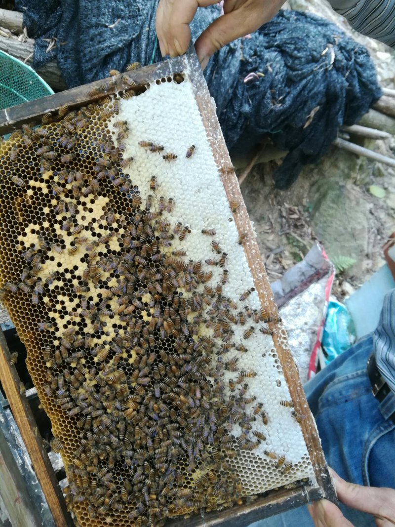 农家结晶蜂蜜无添加香气扑鼻口感甜润