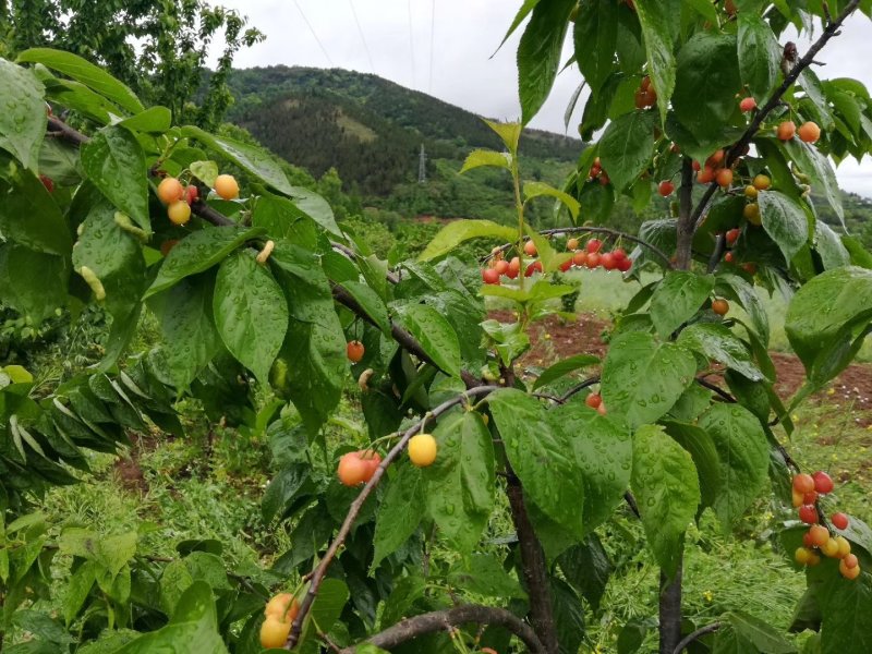 甜樱桃早熟樱桃，玛瑙红樱桃苗