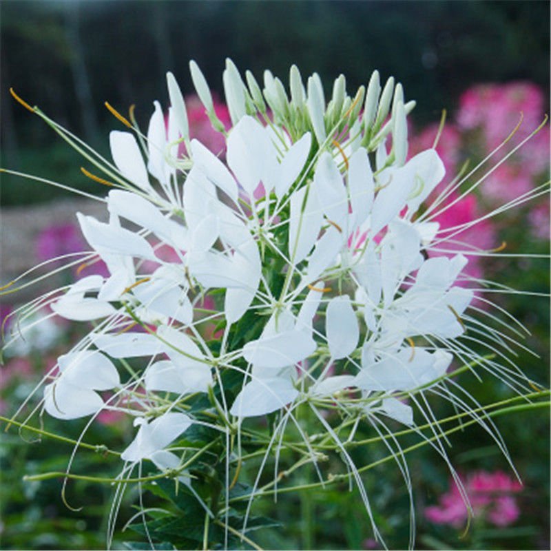 醉碟花种子凤蝶草紫龙须蜘蛛花种子花朵美观漂亮多色混合