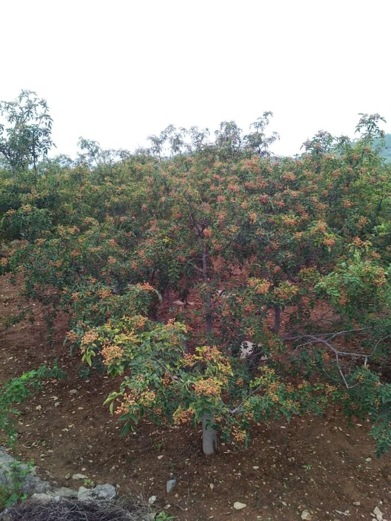 【热销】山东花椒籽散装粒大饱满自然晾晒发芽率高大量供应