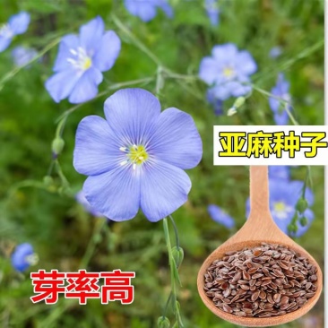 内蒙新亚麻籽老品种胡麻种子干净无杂发芽率高阳台室内盆栽四