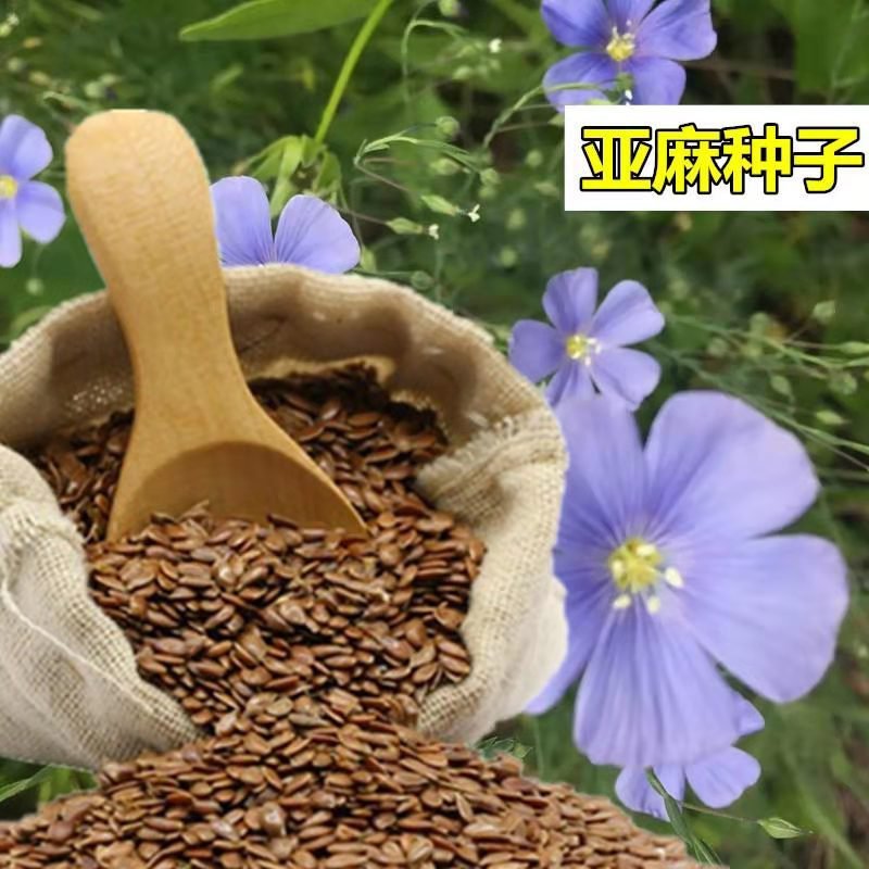 内蒙新亚麻籽老品种胡麻种子干净无杂发芽率高阳台室内盆栽四