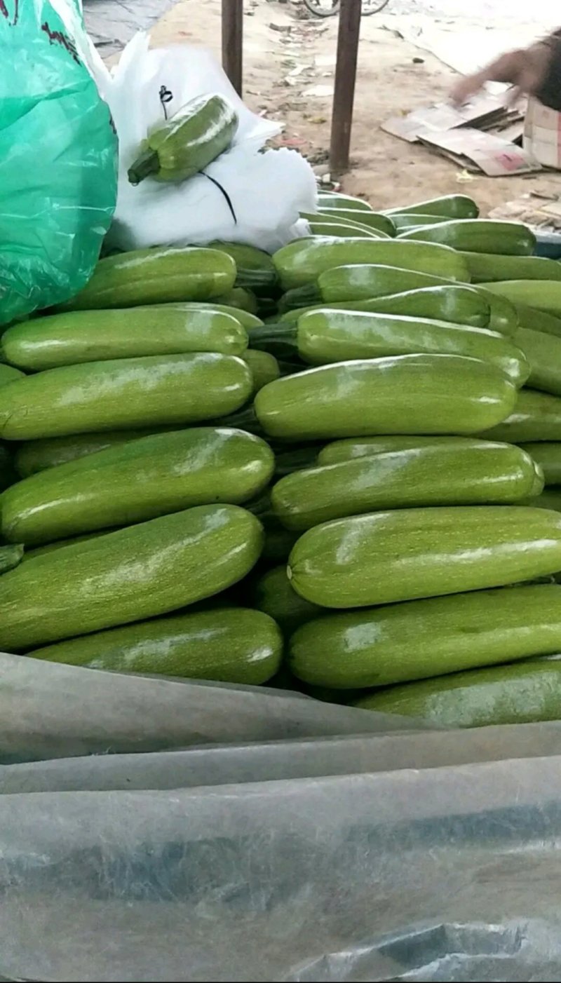山东省聊城市万亩冷棚精品春季西葫芦预售中