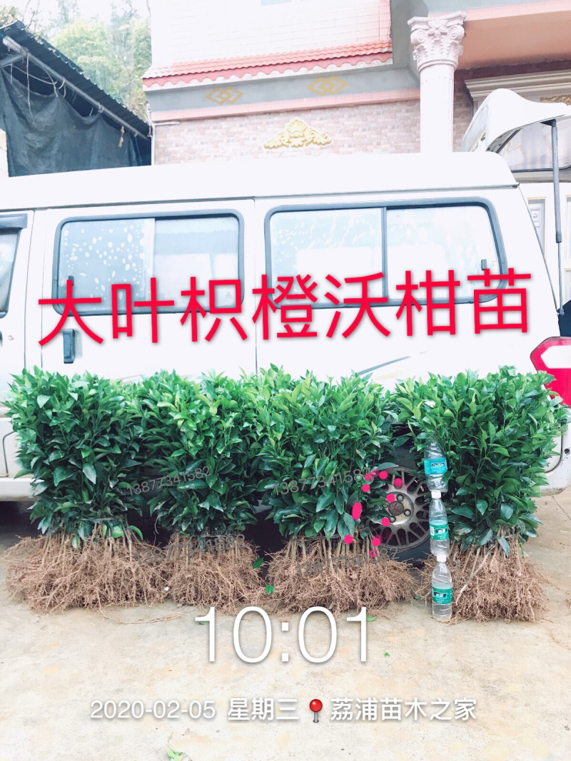 优质大叶枳头沃柑苗(大叶沃柑)质量良好，量大可开正式发票