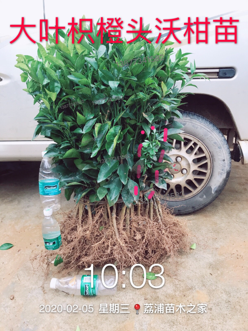 优质大叶枳头沃柑苗(大叶沃柑)质量良好，量大可开正式发票