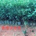 优质大叶枳头沃柑苗(大叶沃柑)质量良好，量大可开正式发票