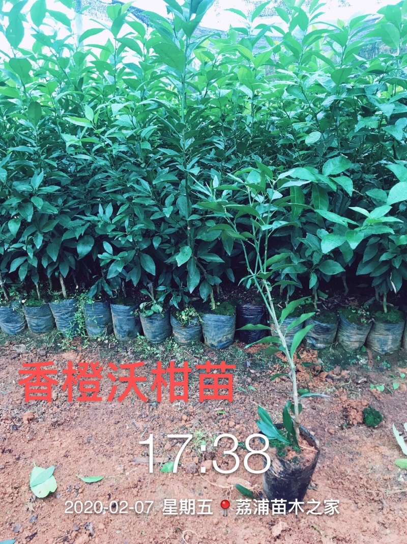 优质大叶枳头沃柑苗(大叶沃柑)质量良好，量大可开正式发票