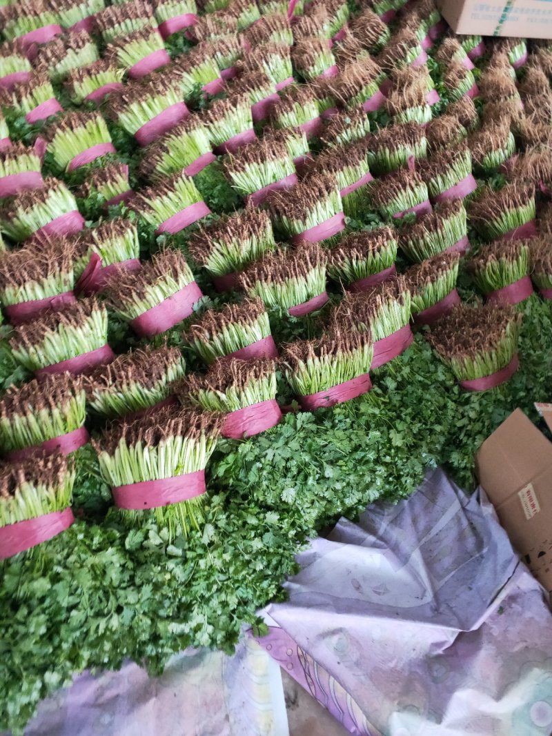 大叶香菜20~30厘米，长年有货，保质保量，