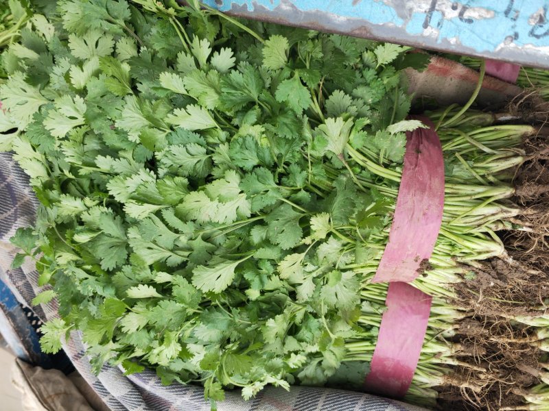 大叶香菜20~30厘米，长年有货，保质保量，