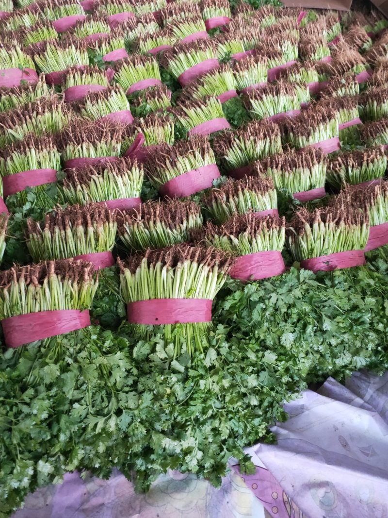 大叶香菜20~30厘米，长年有货，保质保量，