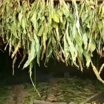 见血清干品需要联系我哦